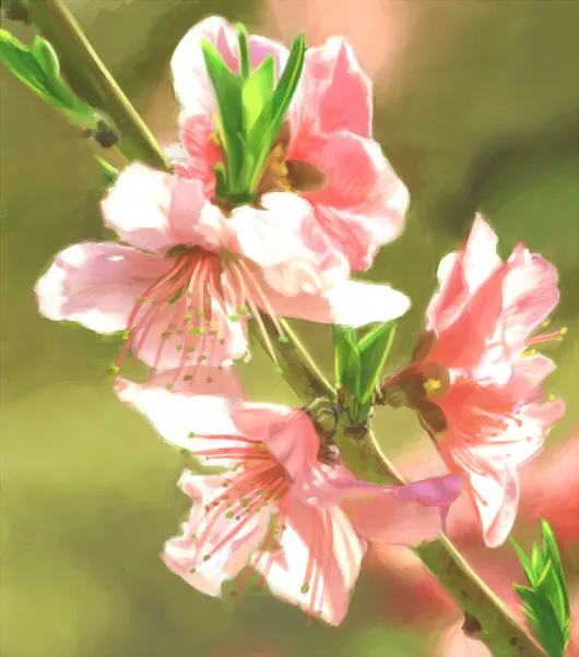 a study from a photograph of peach blossoms blooming on a branch, the sunlight shining through their petals