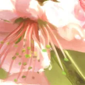 peach blossom study thumbnail